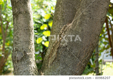 Phellodendron bark, Chinese herbal ingredients, crude drug name: Oubaku (Huang Kashiwa) Scientific name: Phellodendron amurense Phellodendron bark, Chinese herbal ingredients, crude drug name: Oubaku (Huang Kashiwa) Scientific name: Phellodendron amurense 80966207