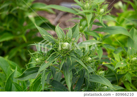 Bai zhu bud Scientific name: Atractylodes ovata Crude drug name Byakujutsu (white), Japan 80966210