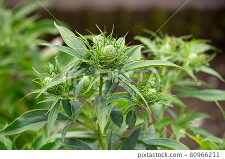 白朮芽 學名：Atractylodes ovata 原藥名 Byakujutsu（白），日本 80966211