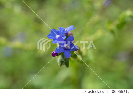 Alkanet flower Alias: Anchusa officinalis, English name: alkanet, common bug 80966212