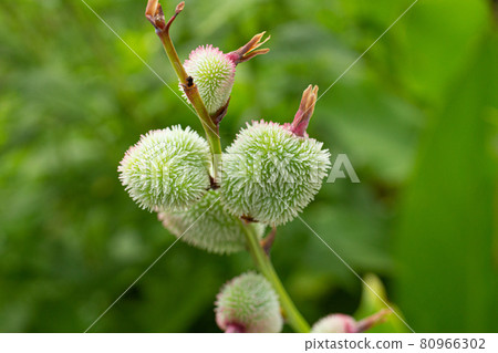 Edible canna buds Scientific name: Canna deulis English name: Achira, Edible canna 80966302