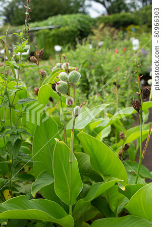 Edible canna buds Scientific name: Canna deulis English name: Achira, Edible canna 80966303