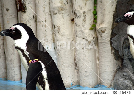 Cape Penguin herd 80966476