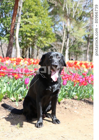 鬱金香和黑色的愛 鬱金香和黑色的愛 80966739