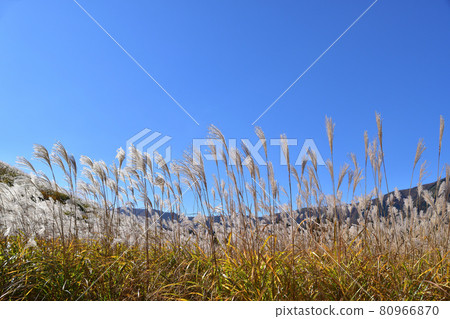 Susukinohara of Hakone Sengokuhara 80966870