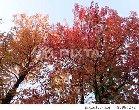 Autumn leaves seen at dusk 80967278