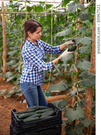 Female farmer harvesting crop of cucumbers in greenhouse 80967521