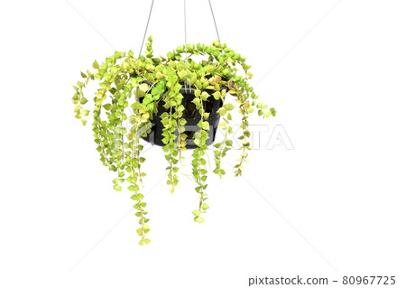 green plant hanging isolated collection on white background 80967725