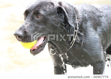 Black love playing in the water 80967774