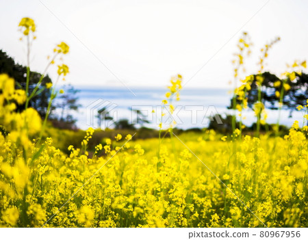 Photo taken in a rapeseed field with the sea in the background (Geojedo, South Korea) 80967956