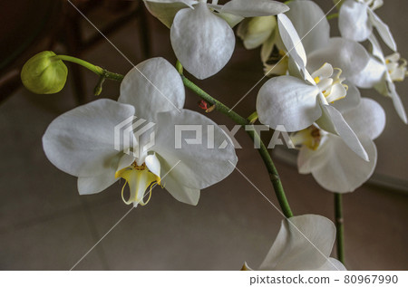 White phalaenopsis orchid flowers with orange center and buds in a sunlit room 80967990