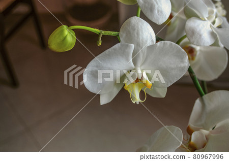 White phalaenopsis orchid flower with an orange center covered with dark specks and a bud on a branch 80967996