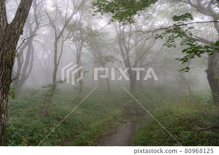 Forest and stream surrounded by fog Forest and stream surrounded by fog 80968125