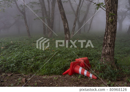 A disturbing traffic cone in a hazy forest A disturbing traffic cone in a hazy forest 80968126