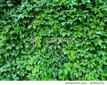 Green wall of leaves of living 80968292