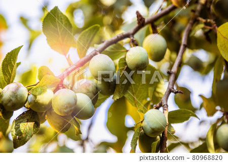 growing ripening plums on the branches 80968820