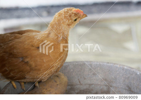 A small fledgling chicken is sitting. Chicken portrait. A small fledgling chicken is sitting. Chicken portrait. 80969009