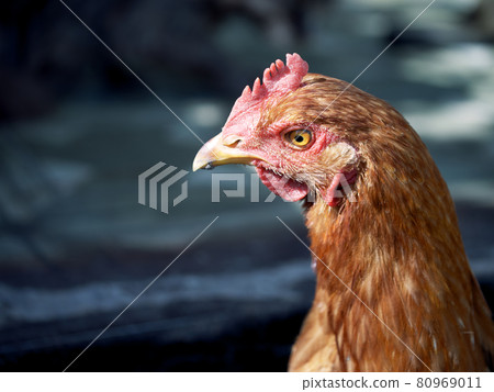 Chicken portrait side view, close-up. Portrait of a beautiful chicken with a comb on a blurred background. Copy space for text. Chicken portrait side view, close-up. Portrait of a beautiful chicken with a comb on a blurred background. Copy space for text. 80969011