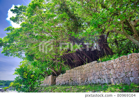 Gajumaru大樹，南山城堡遺址 80969104