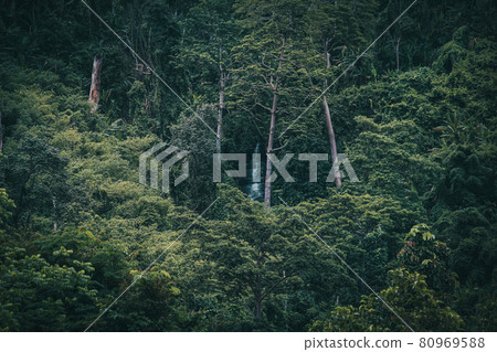 A waterfall hidden deep in the lush rainforest A waterfall hidden deep in the lush rainforest 80969588