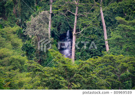 A waterfall hidden deep in the lush rainforest A waterfall hidden deep in the lush rainforest 80969589