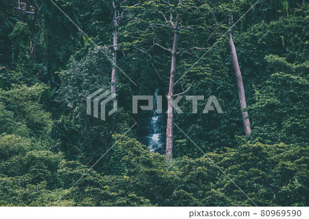 A waterfall hidden deep in the lush rainforest 80969590