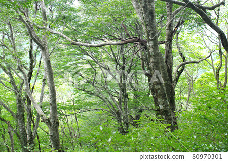 廣島市民林山毛櫸林的風景 廣島市民林山毛櫸林的風景 80970301