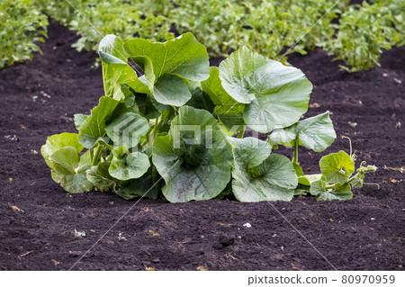 Pumpkin leaves in garden. Outdoors, day light front view. Pumpkin leaves in garden. Outdoors, day light front view. 80970959