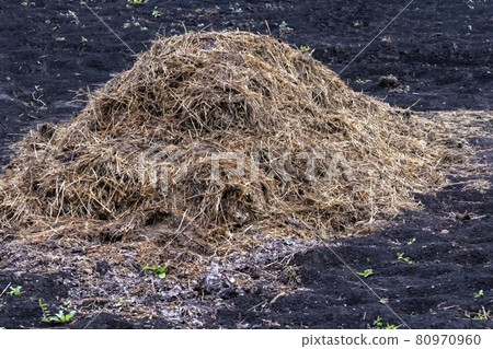 Lot of manure in garden in afternoon. 80970960