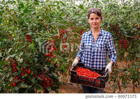 Woman farmer carries plastic box full of red cherry tomatoes 80971375