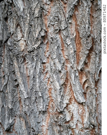 Whipping willow tree grey bark background texture Whipping willow tree grey bark background texture 80971482
