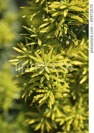 Irish Yew Fastigiata Irish Yew Fastigiata 80971679