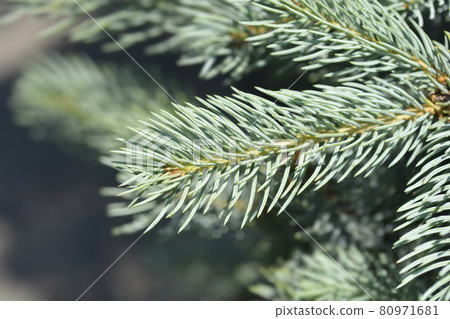 Colorado blue spruce Iseli Fastigiate Colorado blue spruce Iseli Fastigiate 80971681