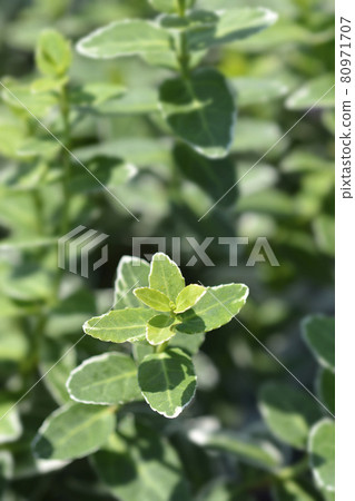 Wintercreeper Emerald Gaiety 80971707