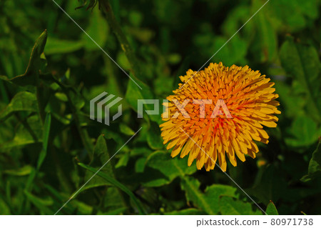 Yellow dandelion flower in green grass, botany. 80971738
