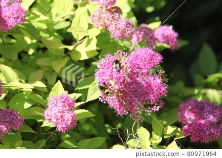 Golden spirea with beautiful leaf color Gold frame 80971964