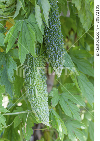 Bitter gourd cultivation kitchen garden Bitter gourd cultivation kitchen garden 80972105