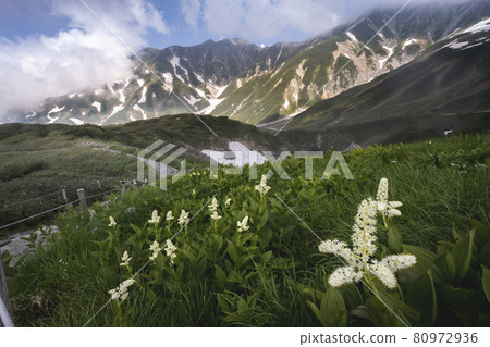 立山黑部阿爾卑斯山脈路線 Veratrum stamineum Murodo 80972936