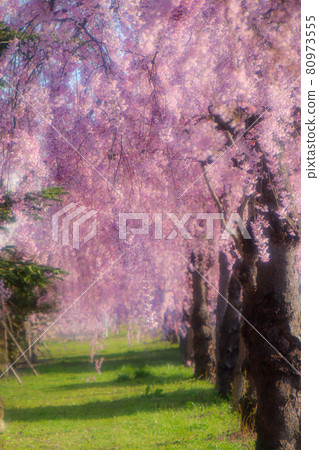 Dead brown cherry tree 80973555