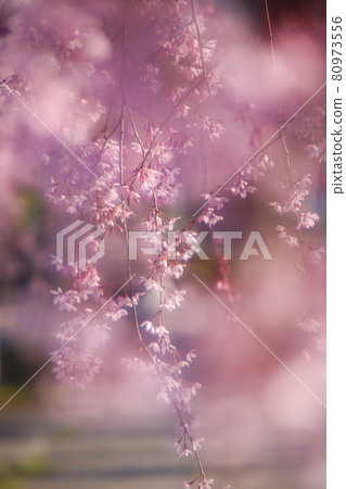 Dead brown cherry tree 80973556