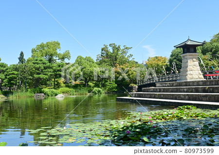 日本庭園(天鵝園)的夜燈和荷花池 日本庭園(天鵝園)的夜燈和荷花池 80973599