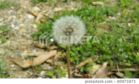 Dandelion Dandelion 80973873