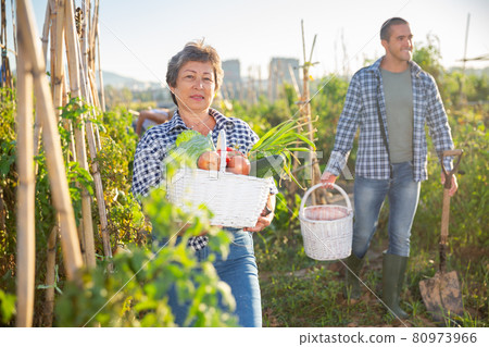 Happy elderly woman with basket of vegetables in garden Happy elderly woman with basket of vegetables in garden 80973966