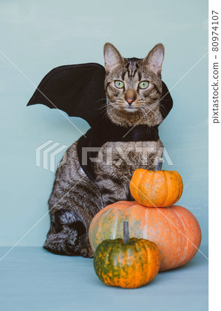 Cute funny tabby cat dressed as bat with black wings and orange pumpkins. Cute funny tabby cat dressed as bat with black wings and orange pumpkins. 80974107