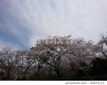 櫻花和天空 櫻花和天空 80974113