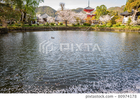 大覺寺門關的春天，盛開的櫻花散落在新洋閣和自由生活池中 80974178