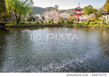 大覺寺門關的春天，盛開的櫻花散落在新洋閣和自由生活池中 80974179