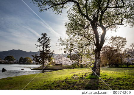 大覺寺門關的春天，櫻花盛開的大澤池的天神島和庭園湖石，以嵐山春天的夜景為背景。 80974209