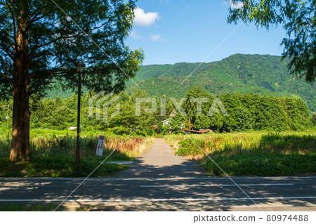 Road leading to the forest 80974488
