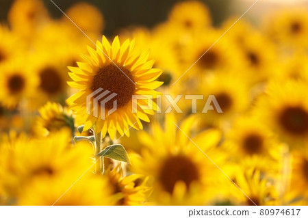 Sunflower - Helianthus annuus at sunset 80974617
